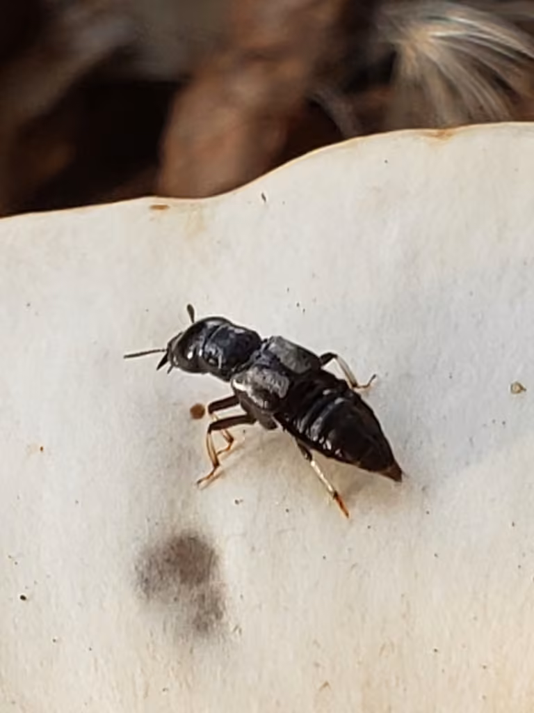 Thigh Cross-toothed Rove Beetle, photo 3 of 5