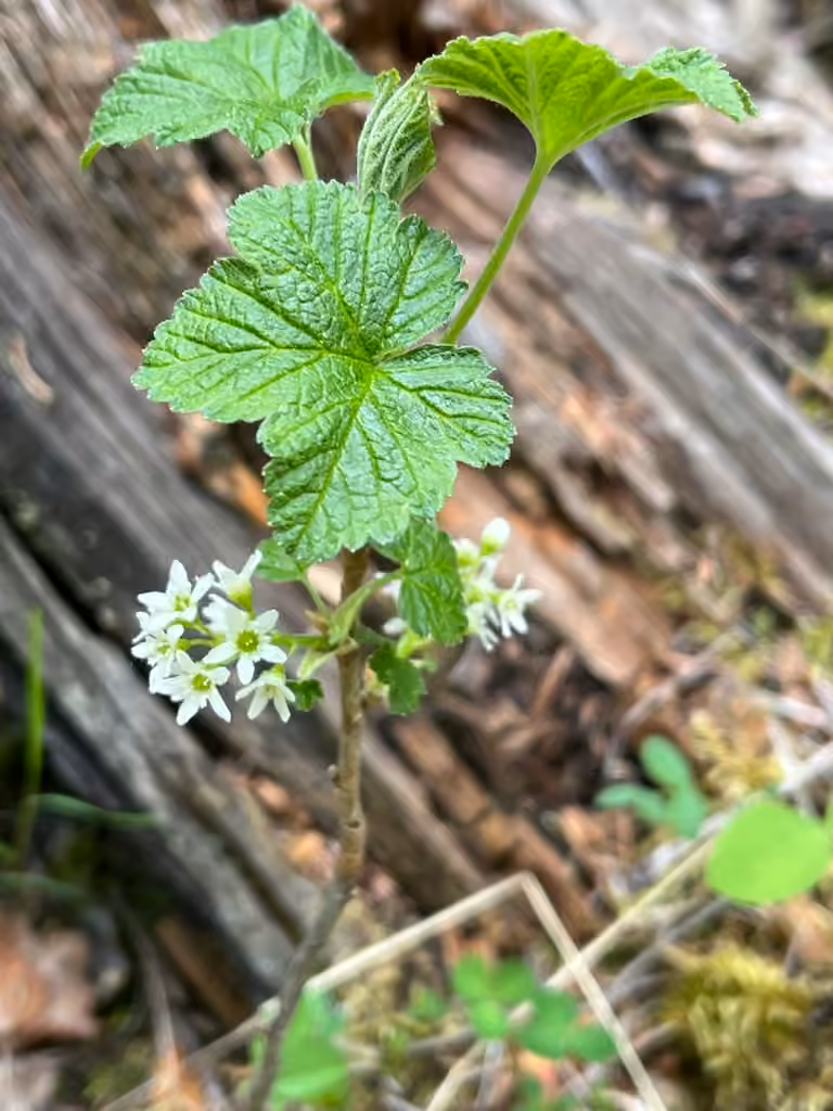Gadellier de la baie d'Hudson, En fleurs