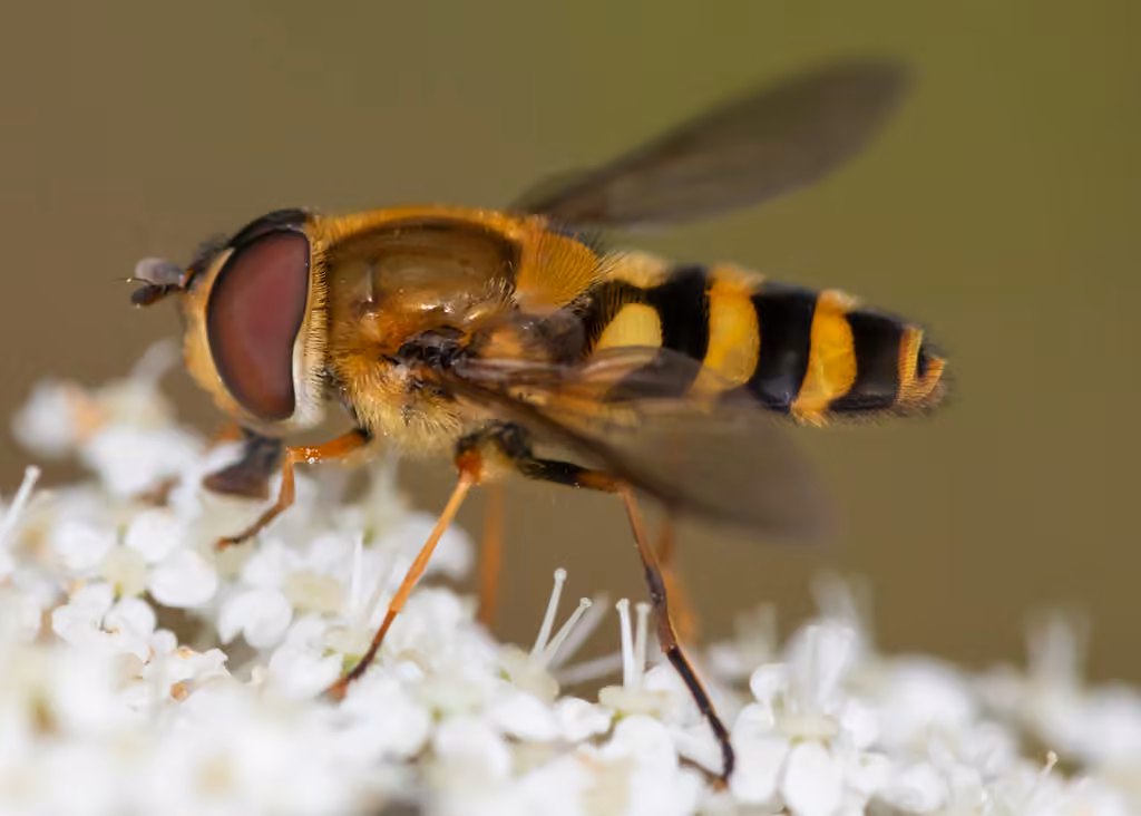 Common Flower Fly, Male