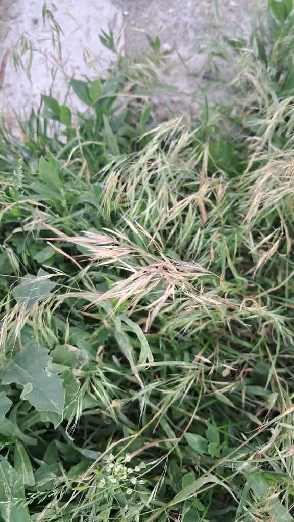 Cheatgrass, In flower