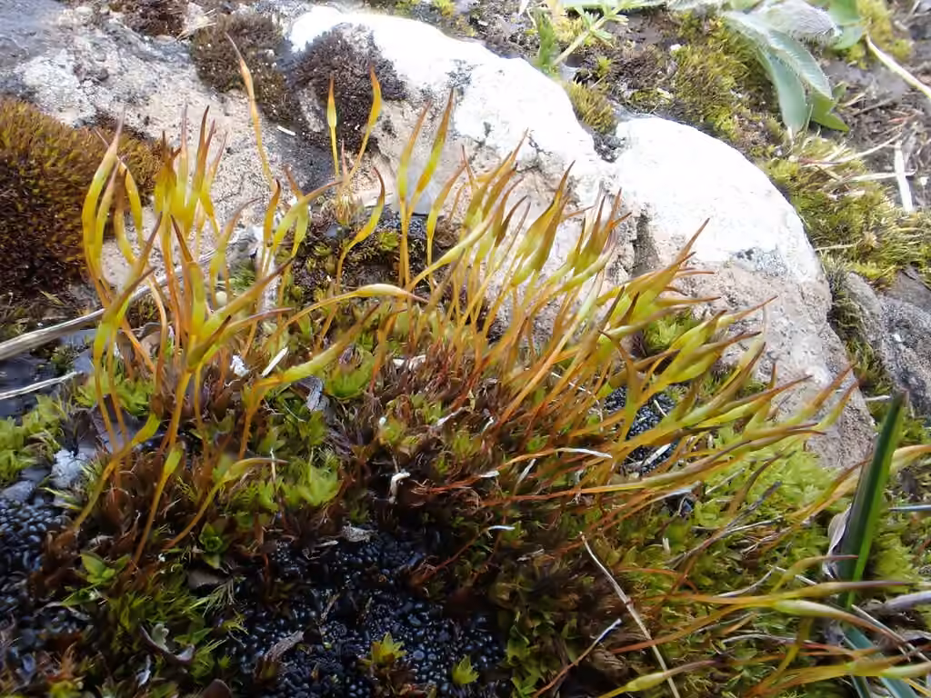 Mucronleaf tortula moss, photo 3 of 5
