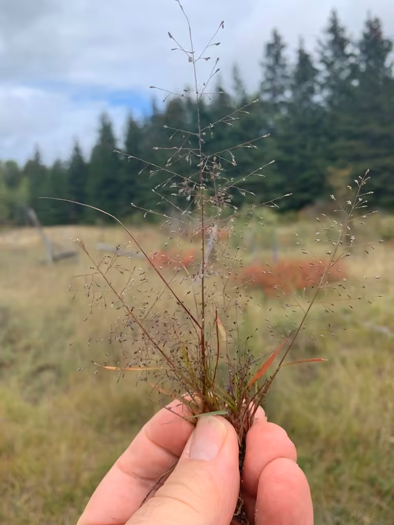 Frank's lovegrass, photo 1 of 5