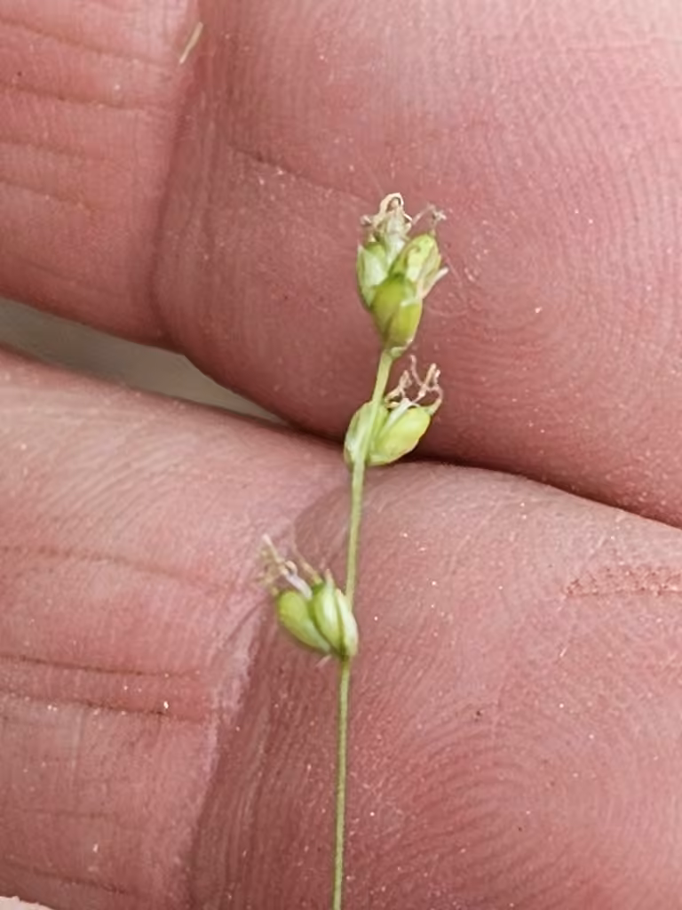 Carex disperme, En fleurs