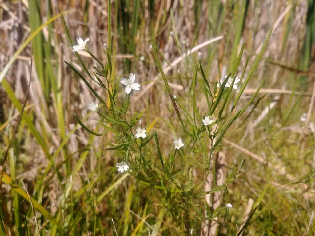 Bog willowherb, In fruit