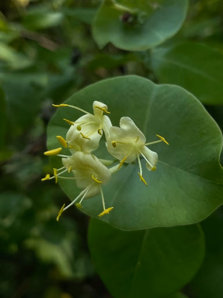 Chèvrefeuille réticulé, En fleurs