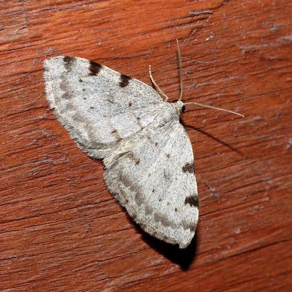Three-patched Bigwing, photo 1 sur 5