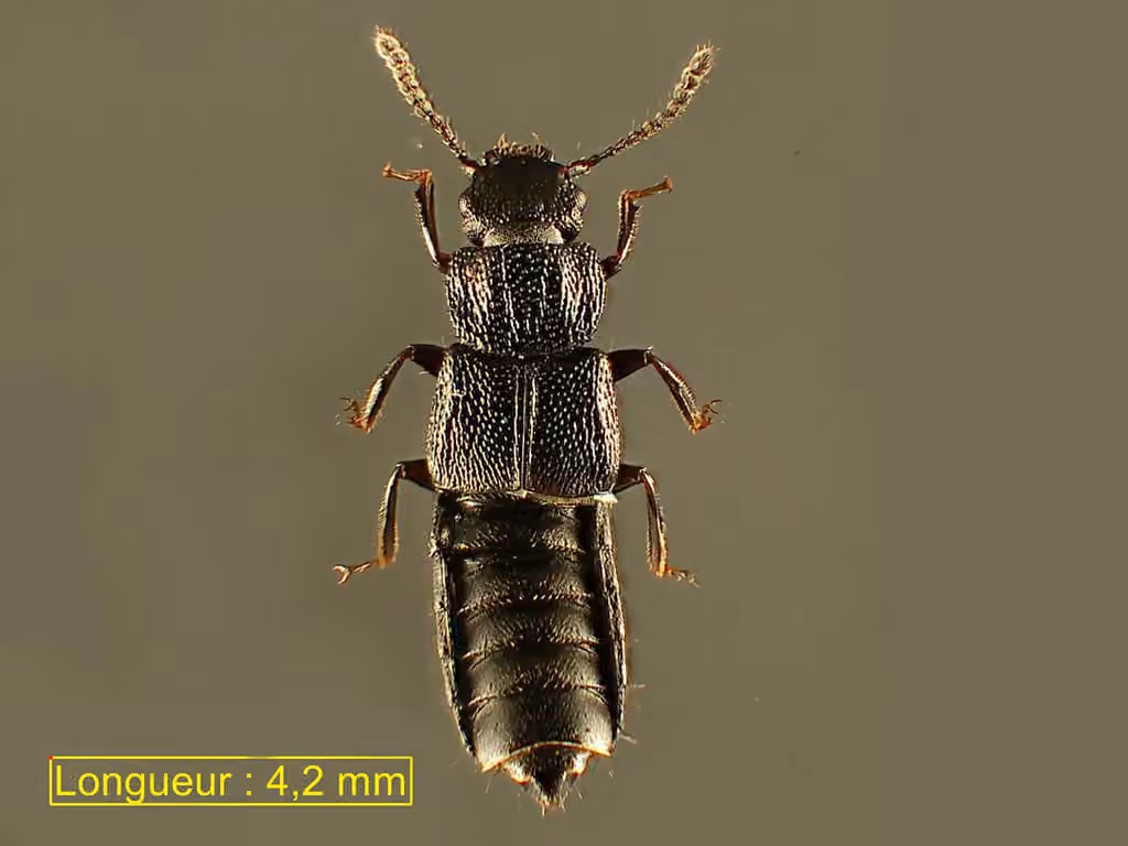 Rove beetle, Female