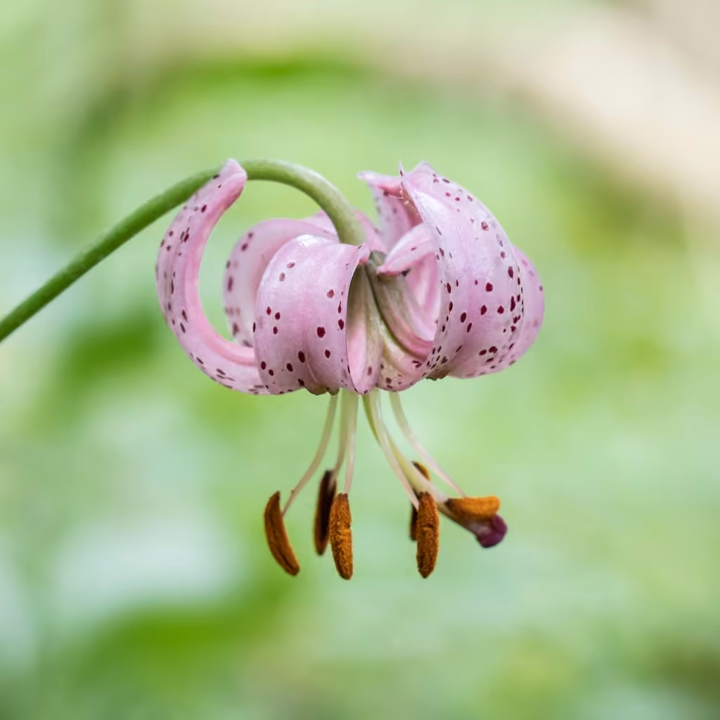 Martagon lily, In flower