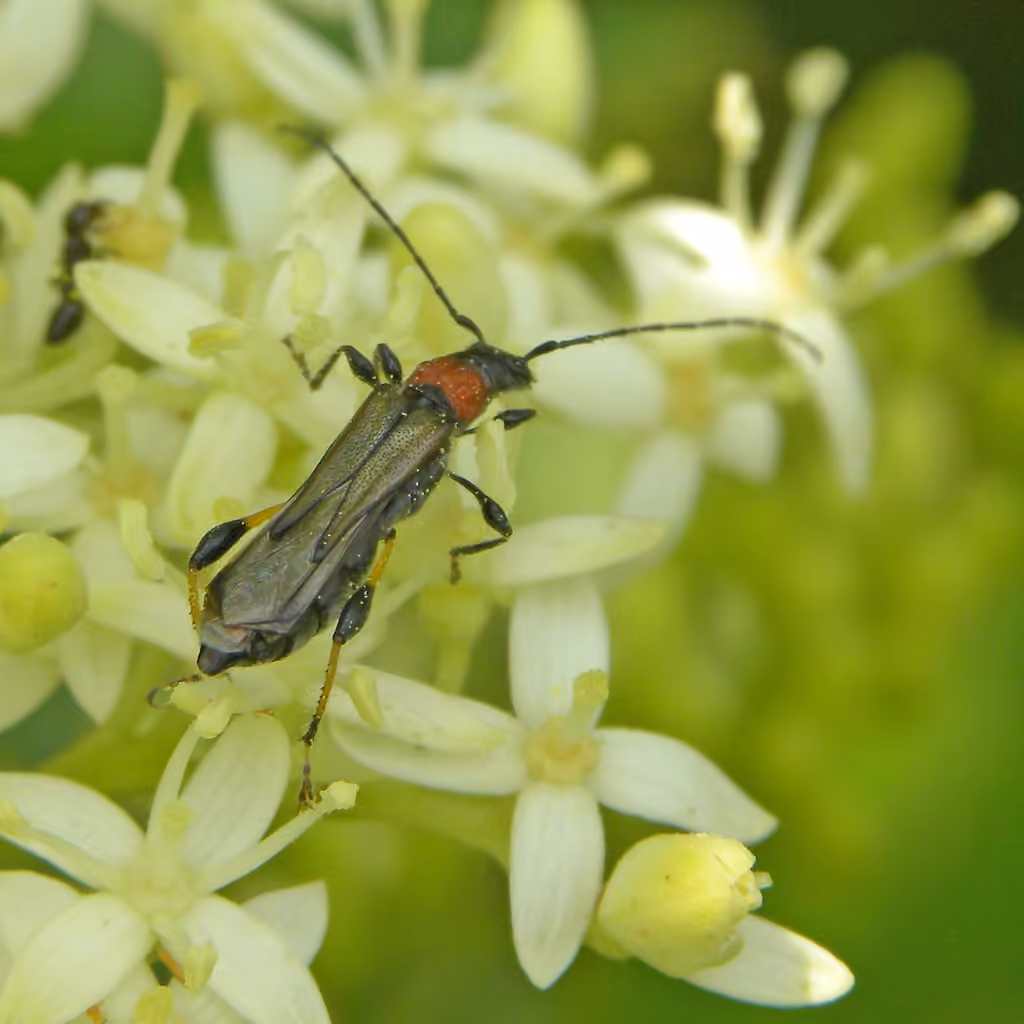 Blood-necked Longhorn Beetle, Female