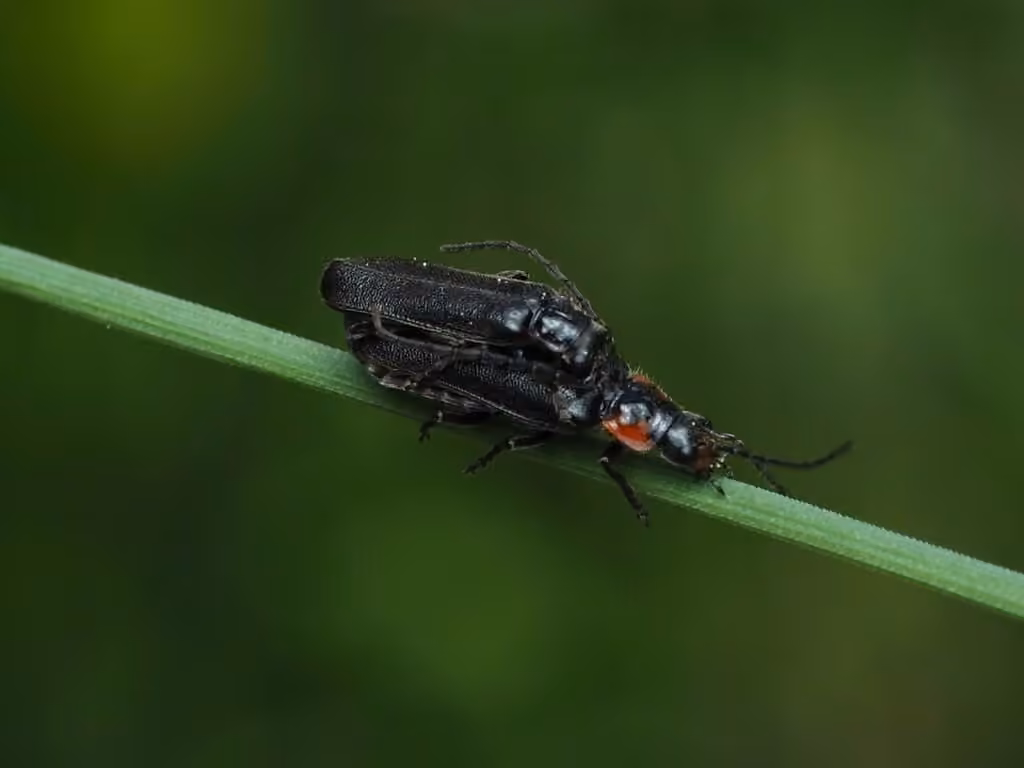 Tubercled soldier beetle, Adult