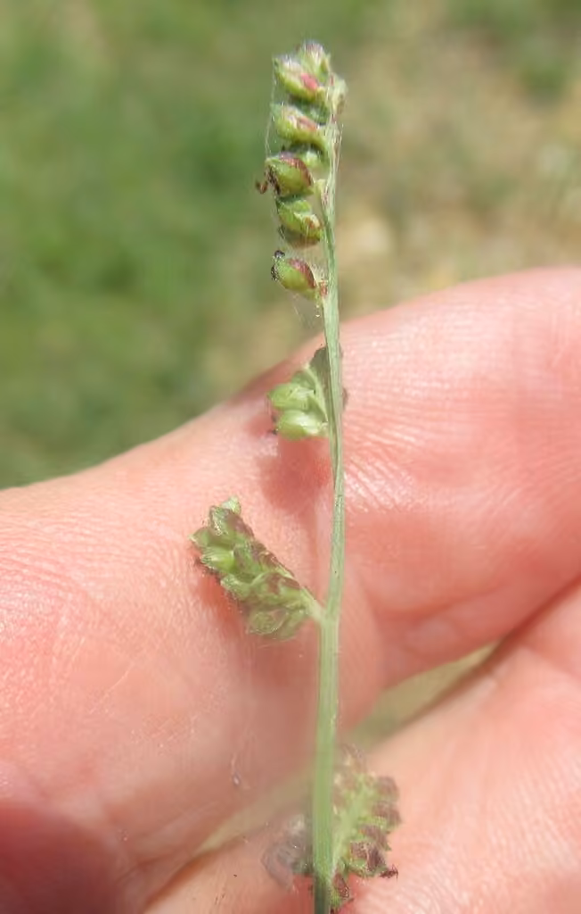 Jungle ricegrass, In fruit