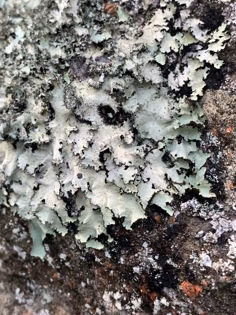 Salted Ruffle Lichen