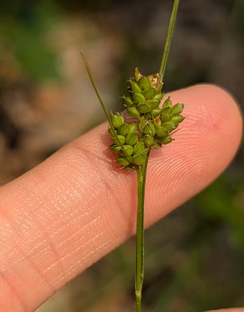 Carex hirsute, En fruits