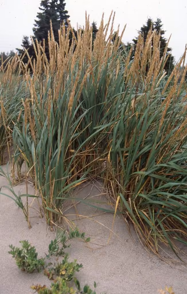 American dunegrass