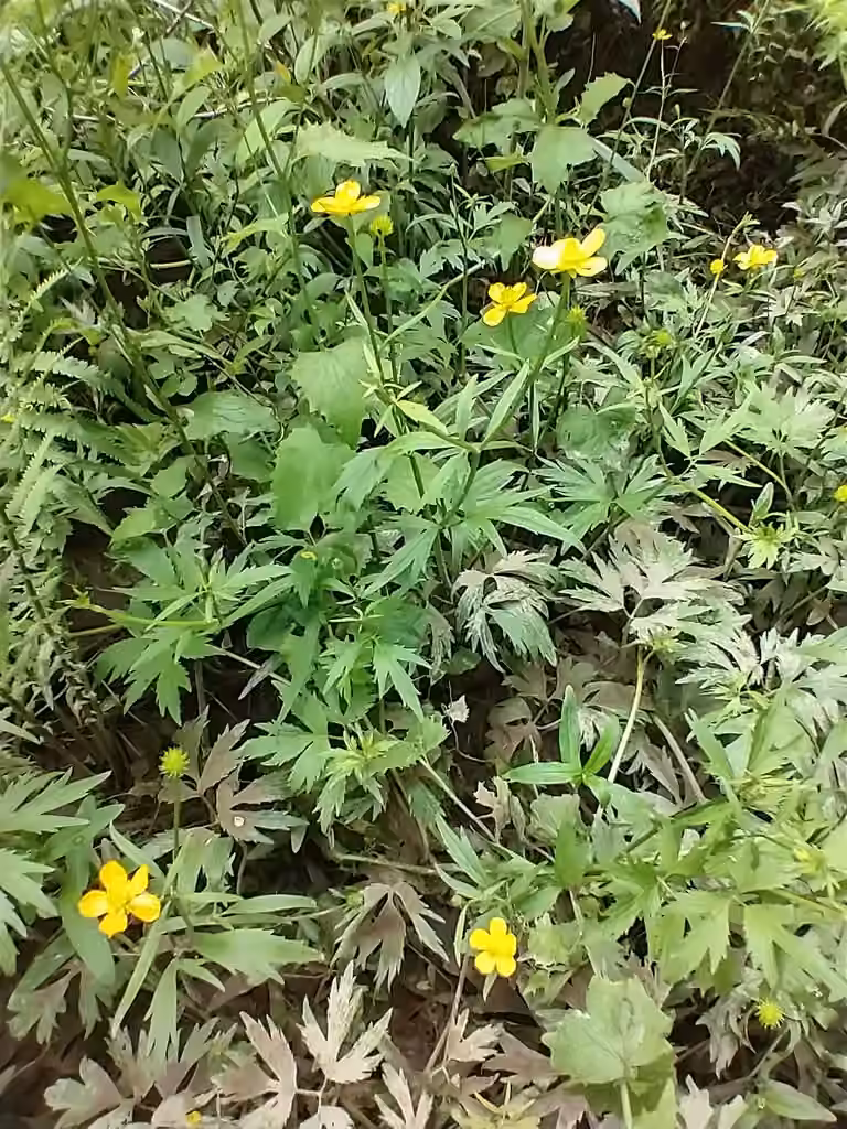 Renoncule des cariçaies, En fruits