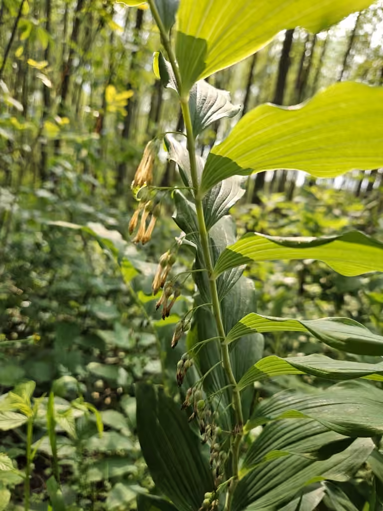 Sceau-de-Salomon multiflore, En fruits