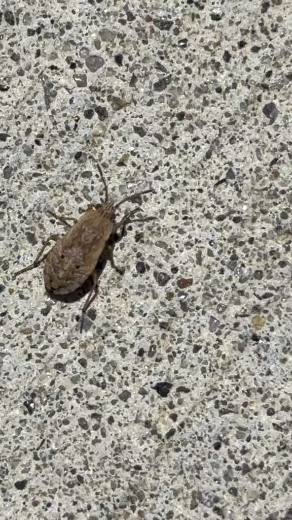 sand bug, Nymphe