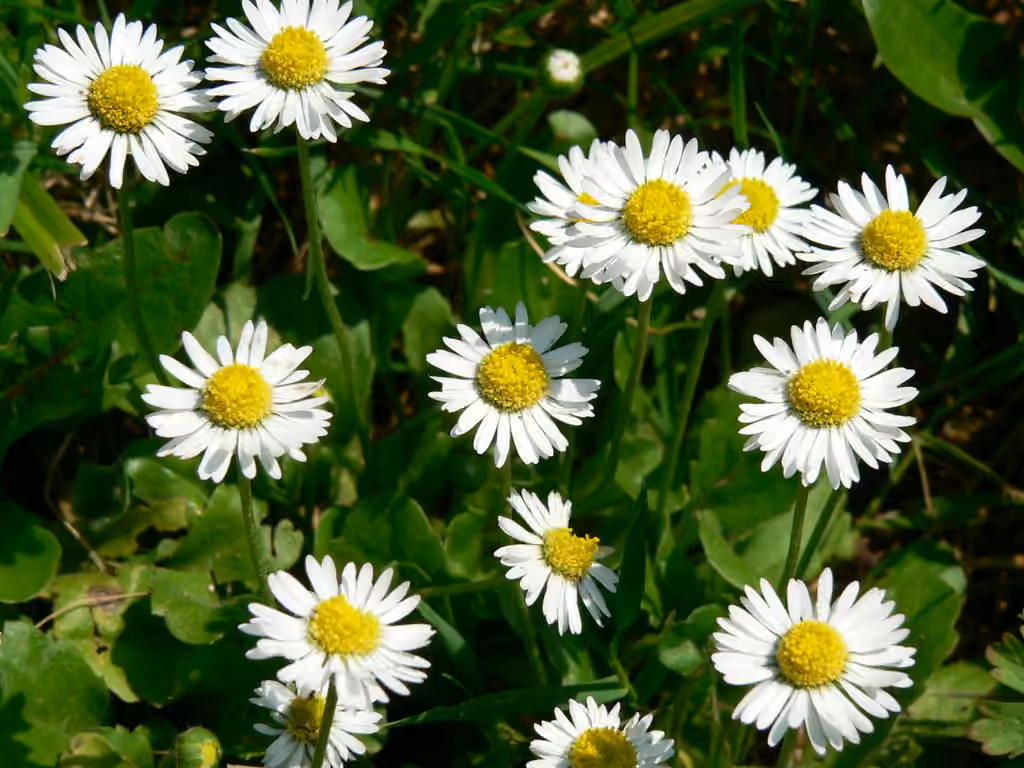 Pâquerette vivace, photo 1 sur 5
