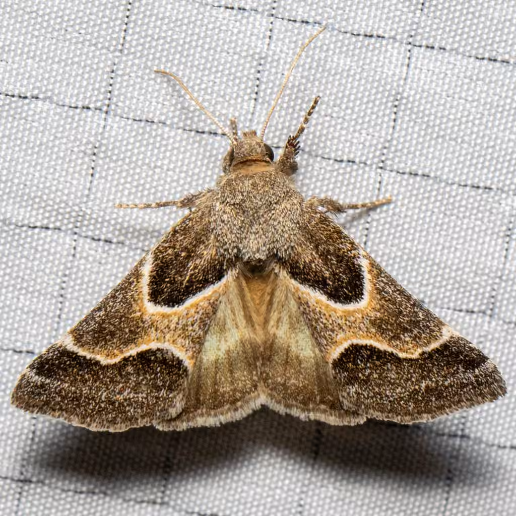 Ragweed Flower Moth, Adulte
