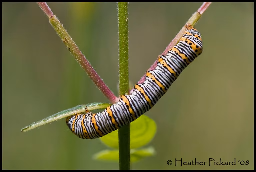 Pearly Wood-nymph, photo 1 of 5
