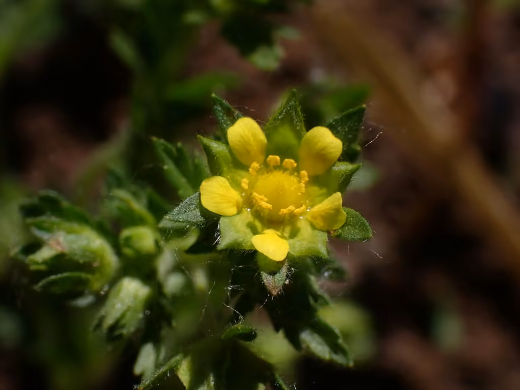 Potentille des rives, En fleurs