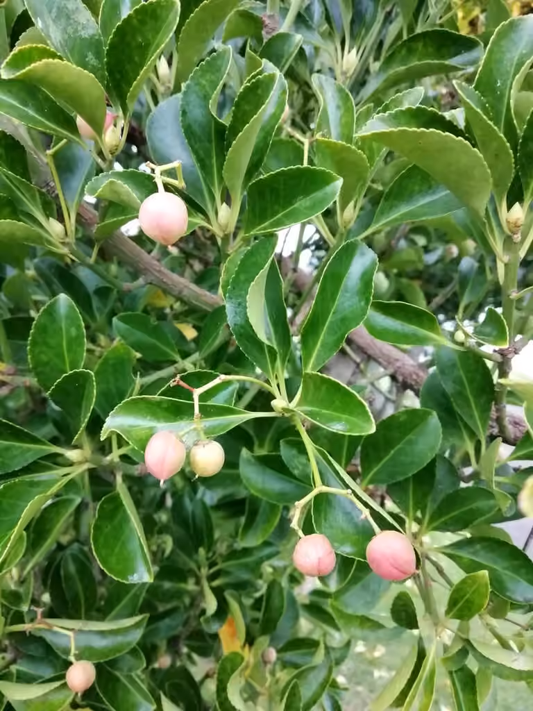 Japanese spindletree, In fruit