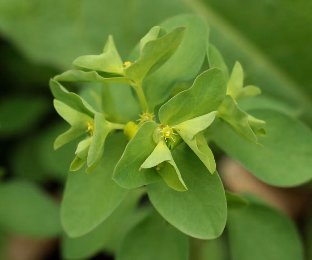 Petty spurge, photo 1 of 5