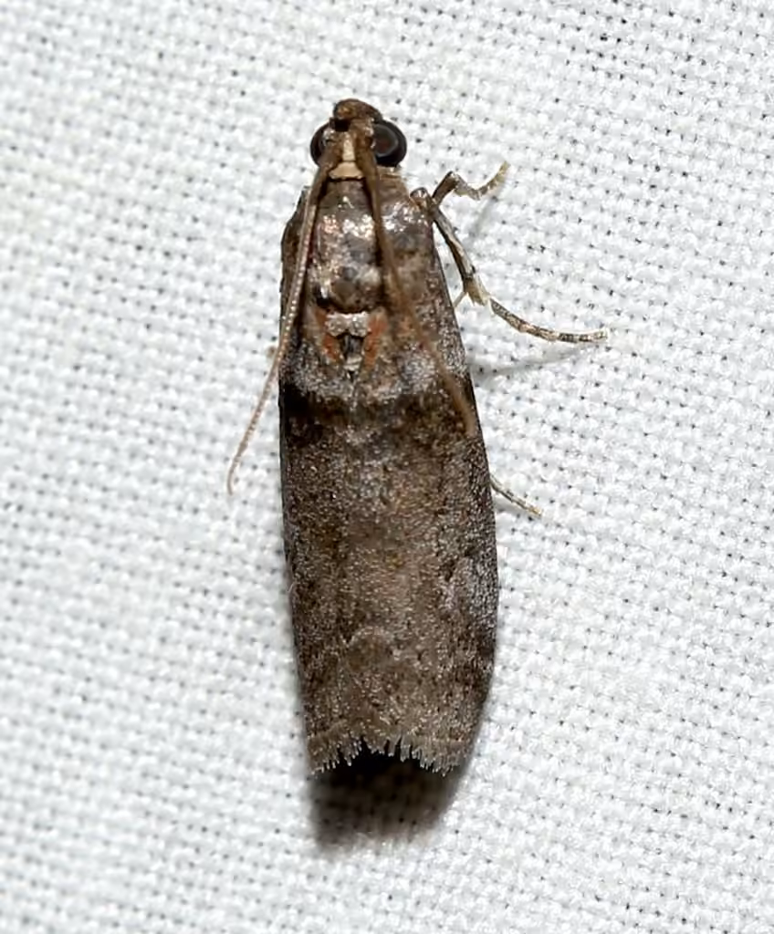 Striped Sumac Leafroller Moth, photo 3 of 5