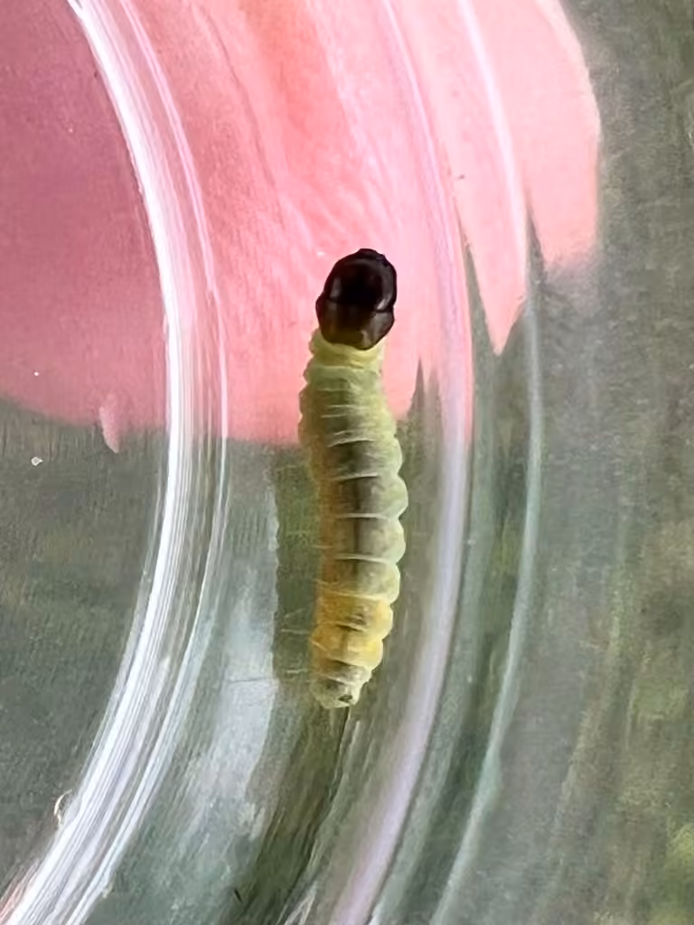 Olethreutes atrodentana, Caterpillar