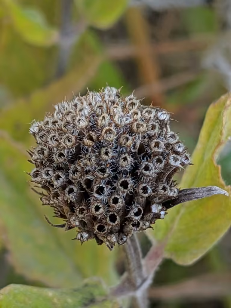 Monarde fistuleuse, En fruits