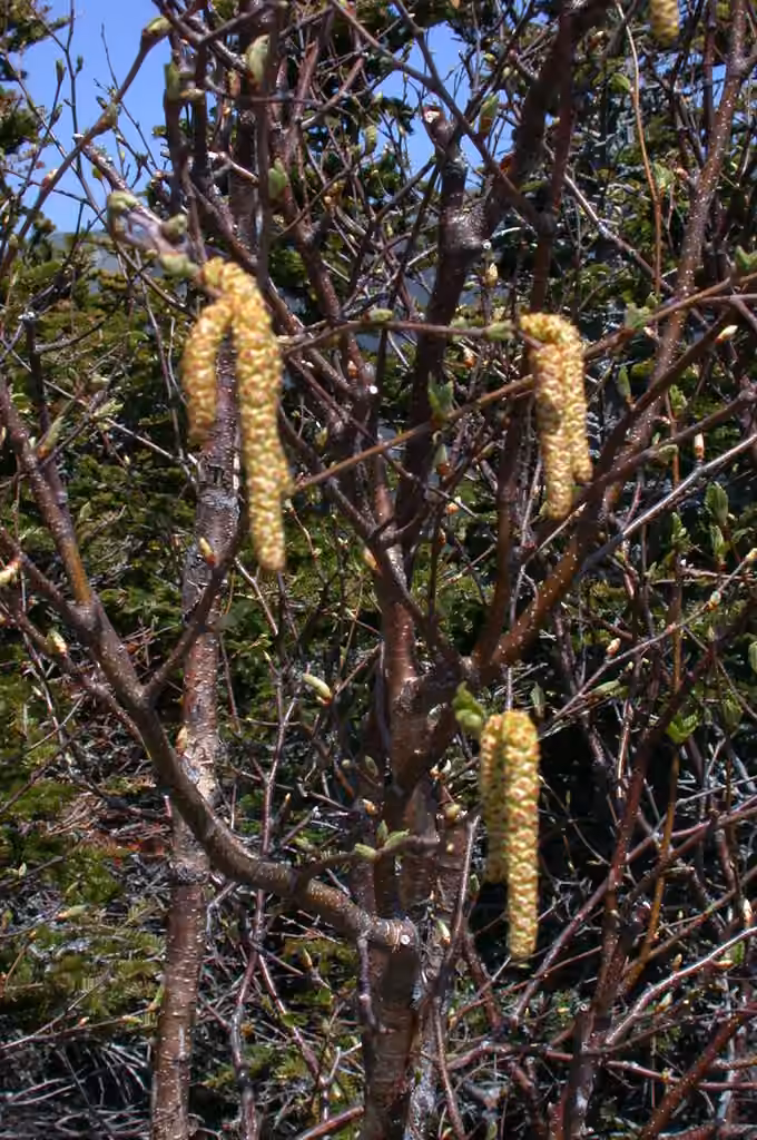 Mountain paper birch, In flower