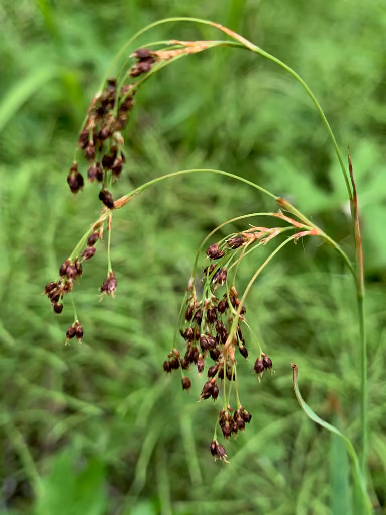 Millet woodrush