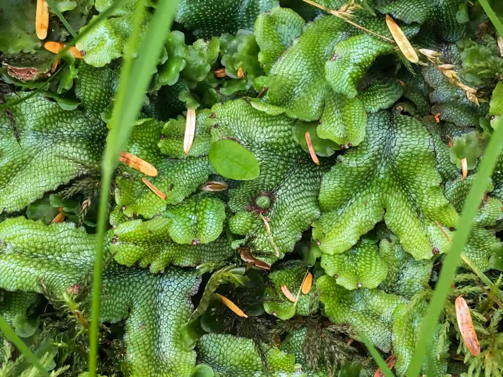 Great Scented Liverwort, photo 3 of 5