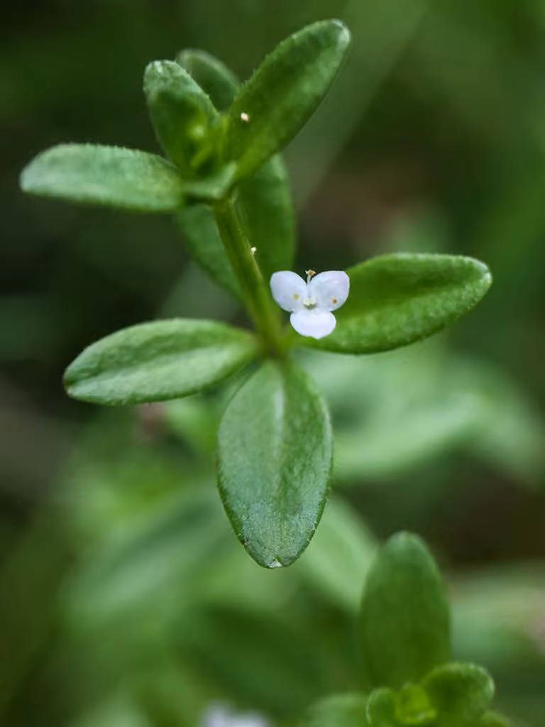 Small bedstraw