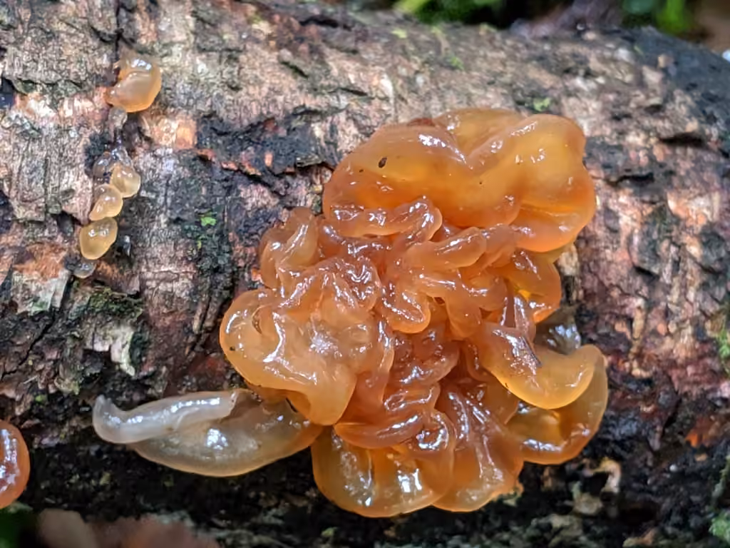 Phaeotremella frondosa, photo 3 of 5