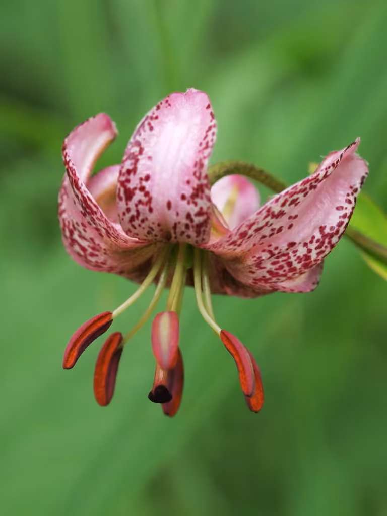 Martagon lily