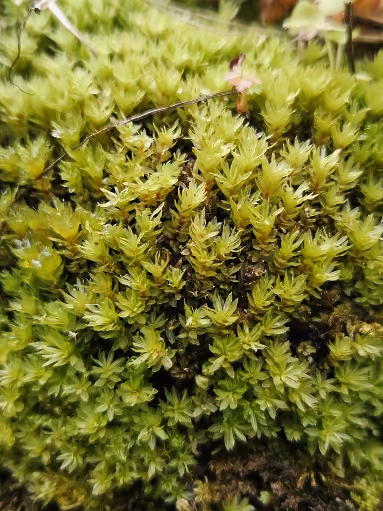 Stellar calcareous moss, photo 1 of 5