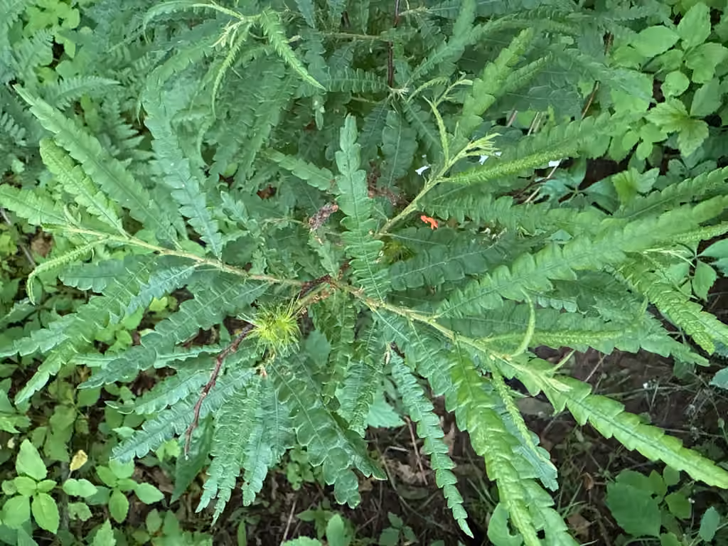 Comptonie voyageuse, En fleurs