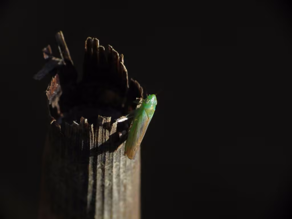 Neocoelidia tuberculata, Adult