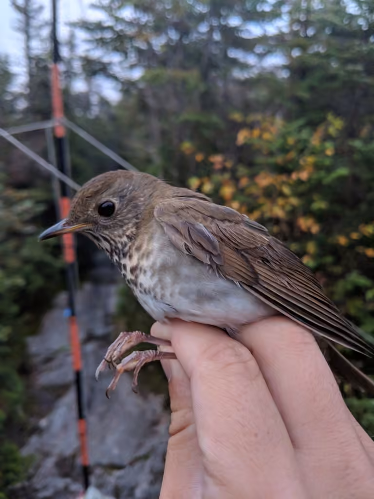 Bicknell's Thrush, photo 3 of 5