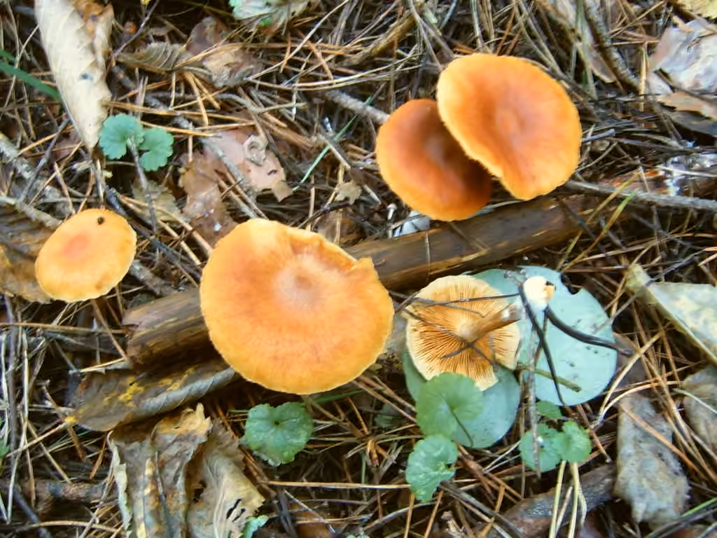 Gymnopilus hybridus, photo 1 of 5