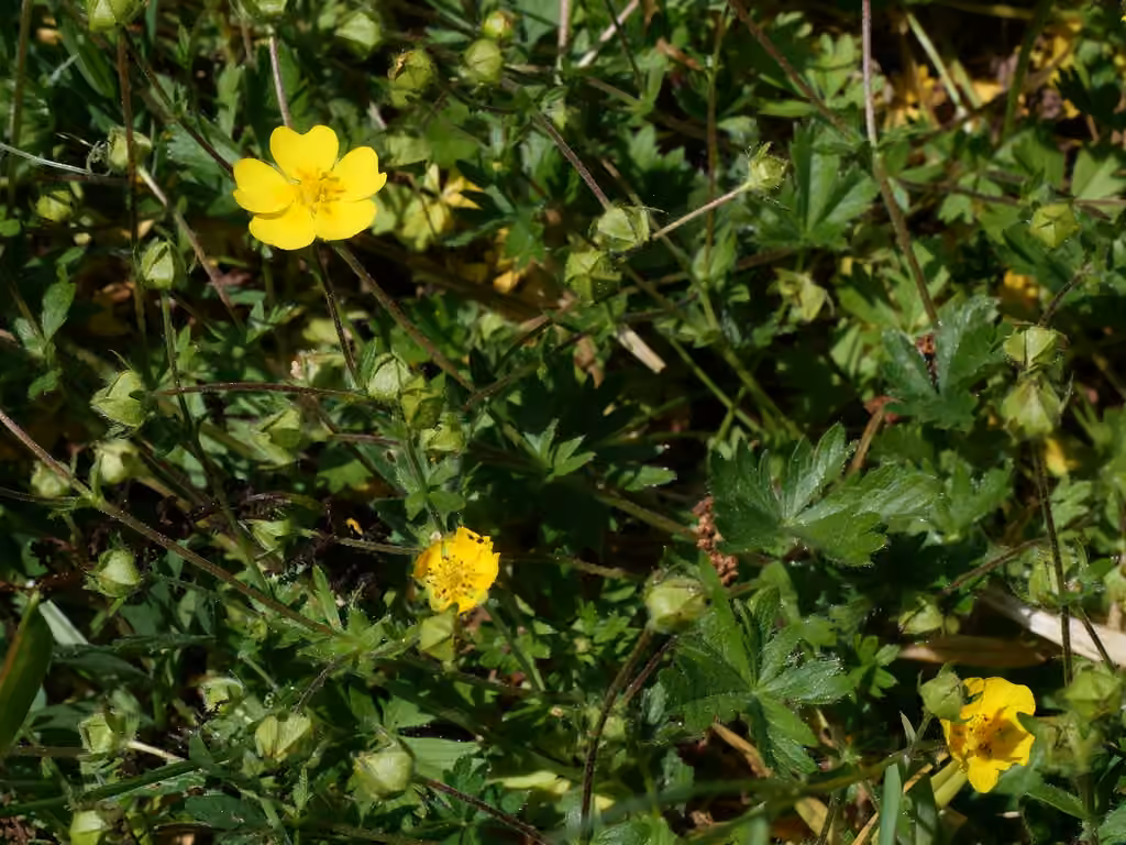 Potentille de Crantz, En fleurs