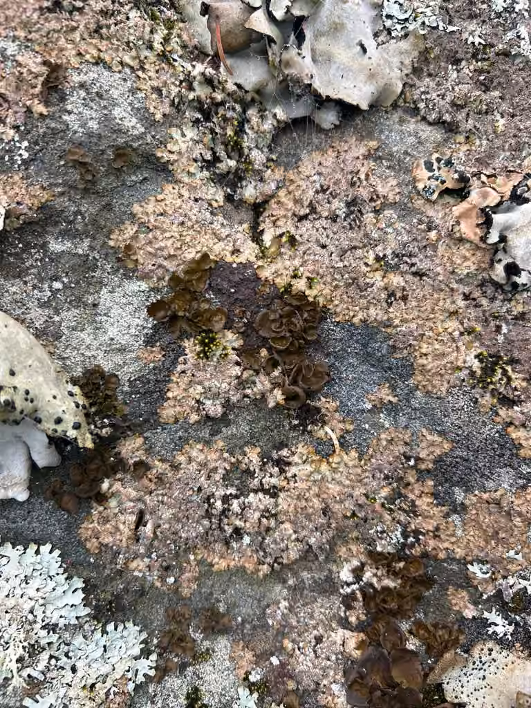 Punctelia, photo 3 of 5