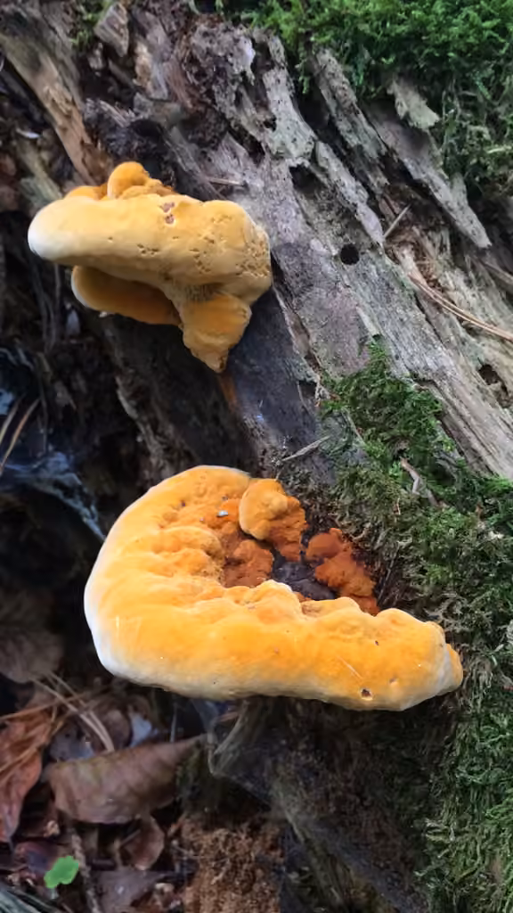 Polypore anisé, photo 1 sur 5