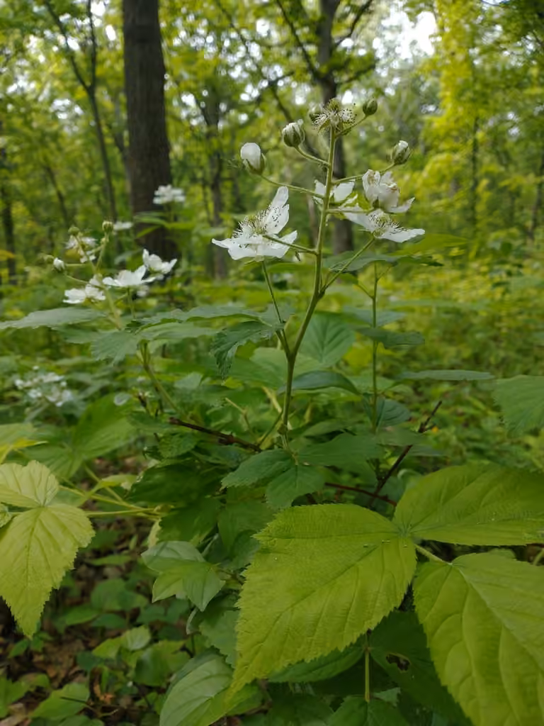 Ronce des Alléghanys, En fleurs