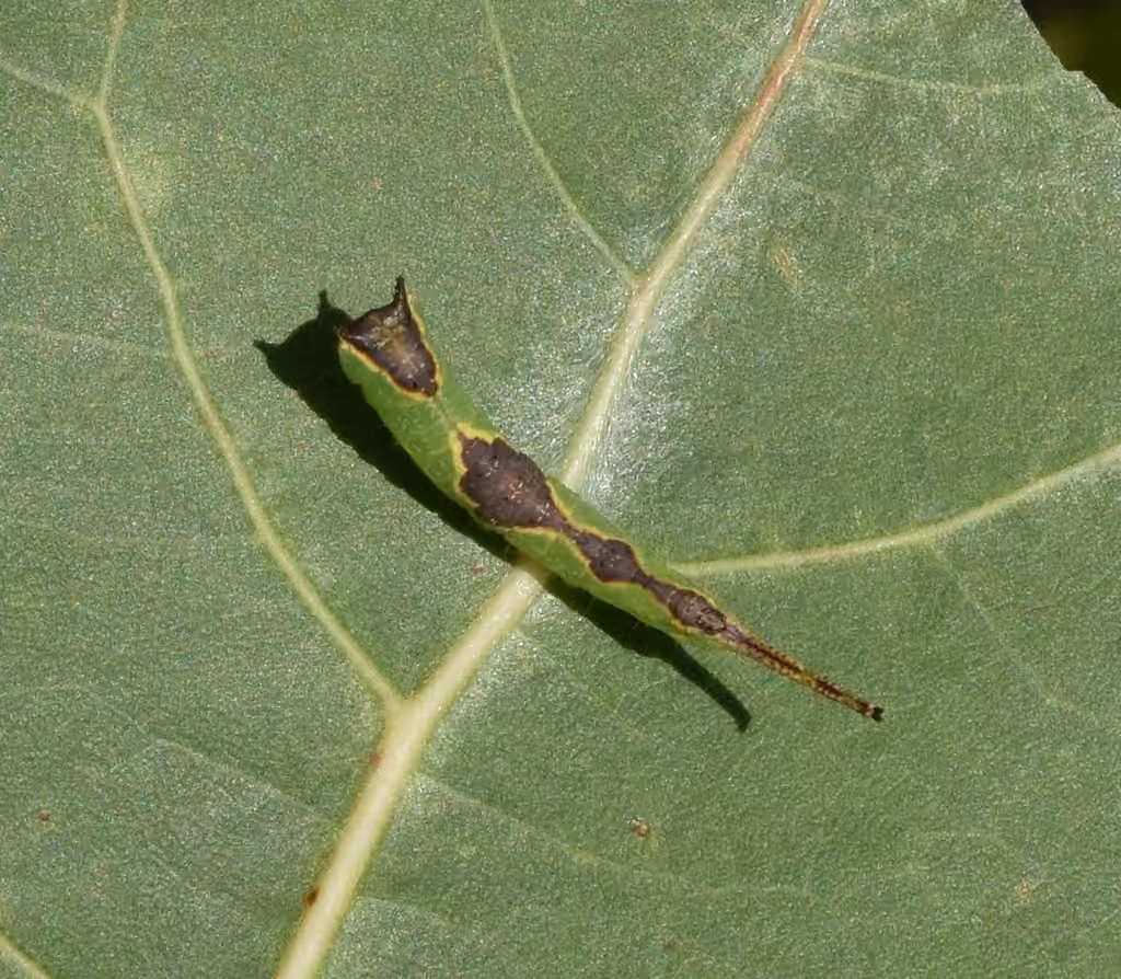 Gray Furcula Moth, Chenille