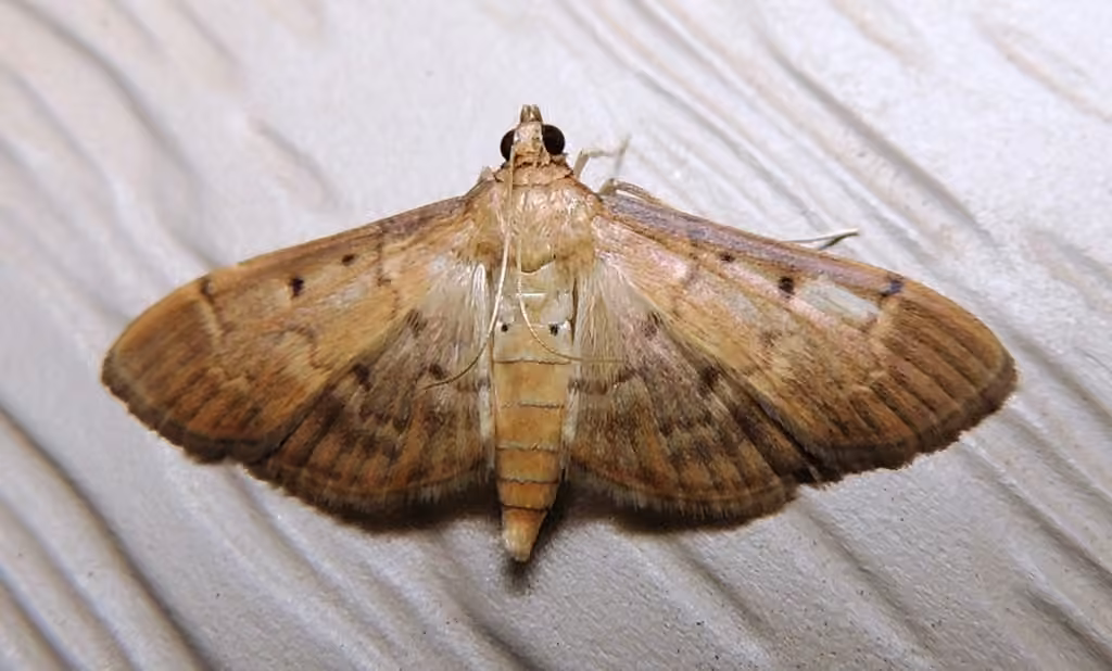Southern Beet Webworm Moth, photo 3 sur 5