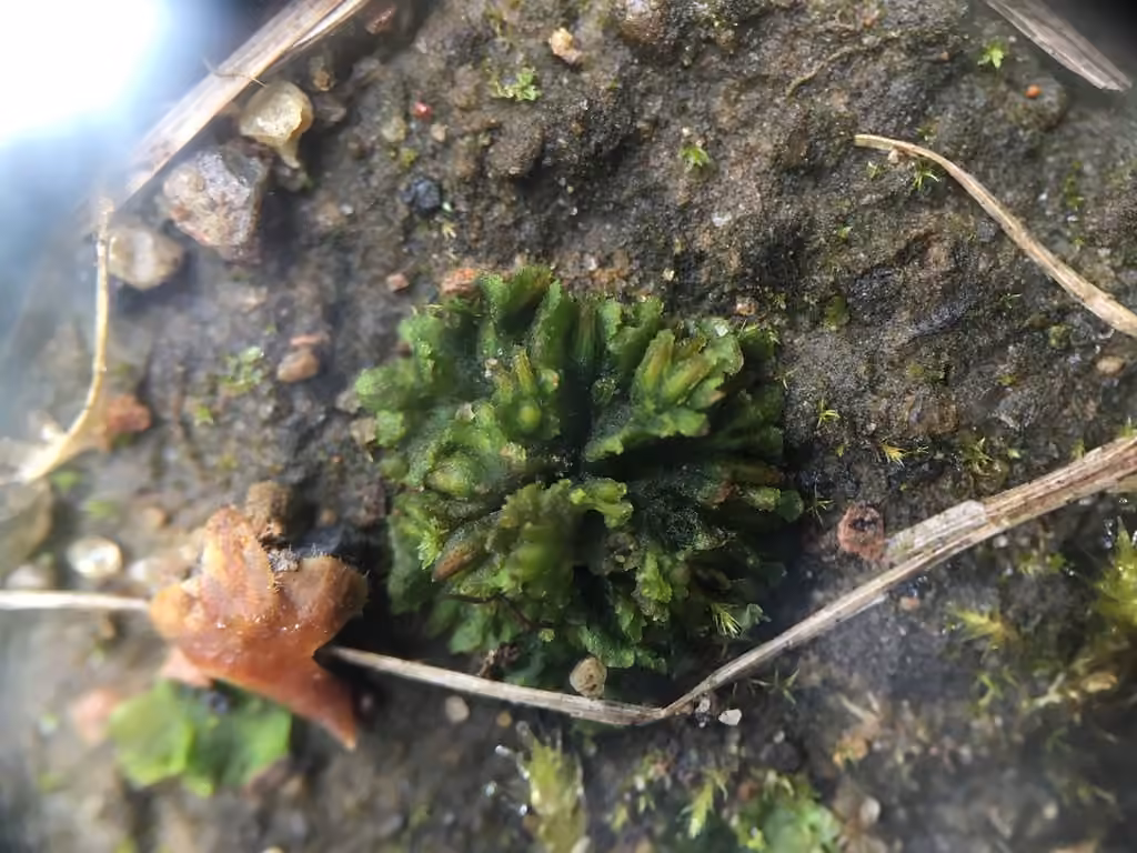 Anthocérote orbiculaire
