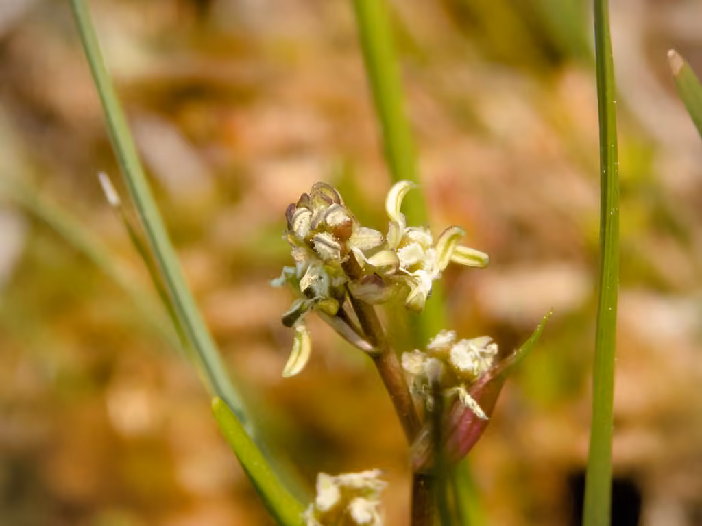 Scheuchzérie des marais, En boutons