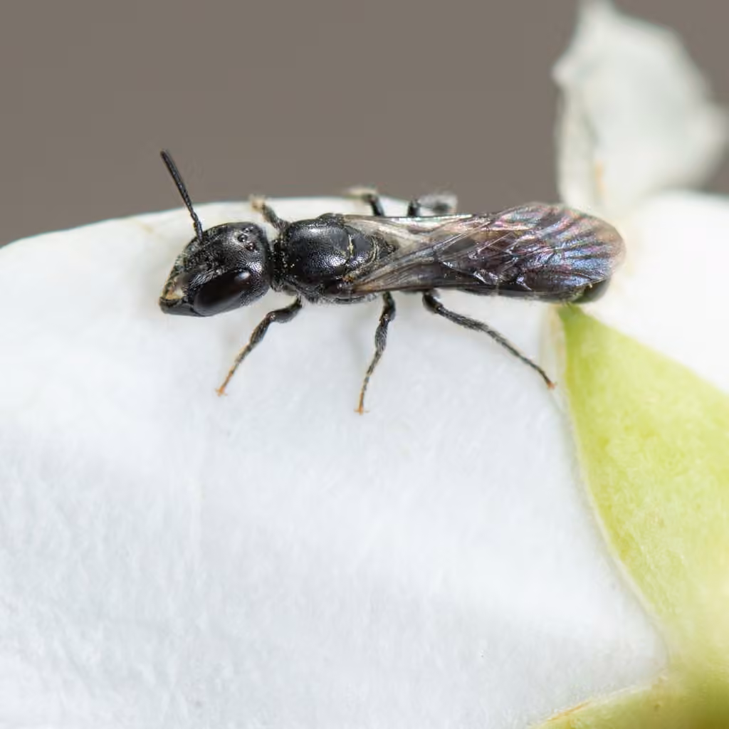 Mégachile des seringas, Femelle